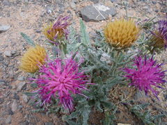 Jurinea mongolica