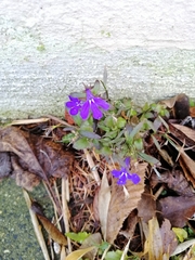 Lobelia