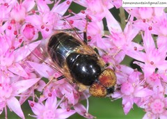 Eristalinus tarsalis