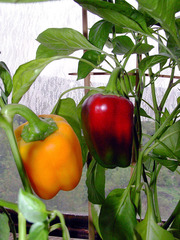 Capsicum annuum annuum