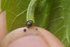Pantographa limata