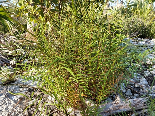Image of Pteris bahamensis by (c) Tom Field, some rights reserved (CC BY)