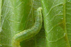 Pantographa limata