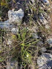 Rhynchospora colorata image