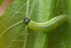 Pantographa limata