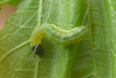 Pantographa limata
