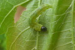 Pantographa limata