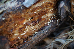 Reticulitermes speratus