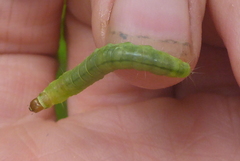 Pantographa limata