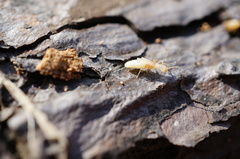 Reticulitermes speratus