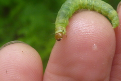 Pantographa limata