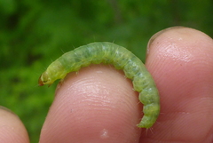 Pantographa limata