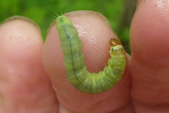 Pantographa limata