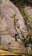 Eulophia platypetala