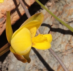 Eulophia platypetala