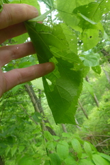 Pantographa limata
