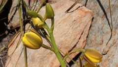 Eulophia platypetala