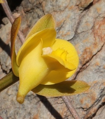 Eulophia platypetala