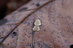 Acleris takeuchii