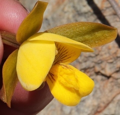 Eulophia platypetala
