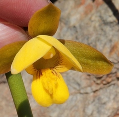 Eulophia platypetala
