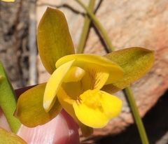 Eulophia platypetala