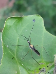 Zelus illotus