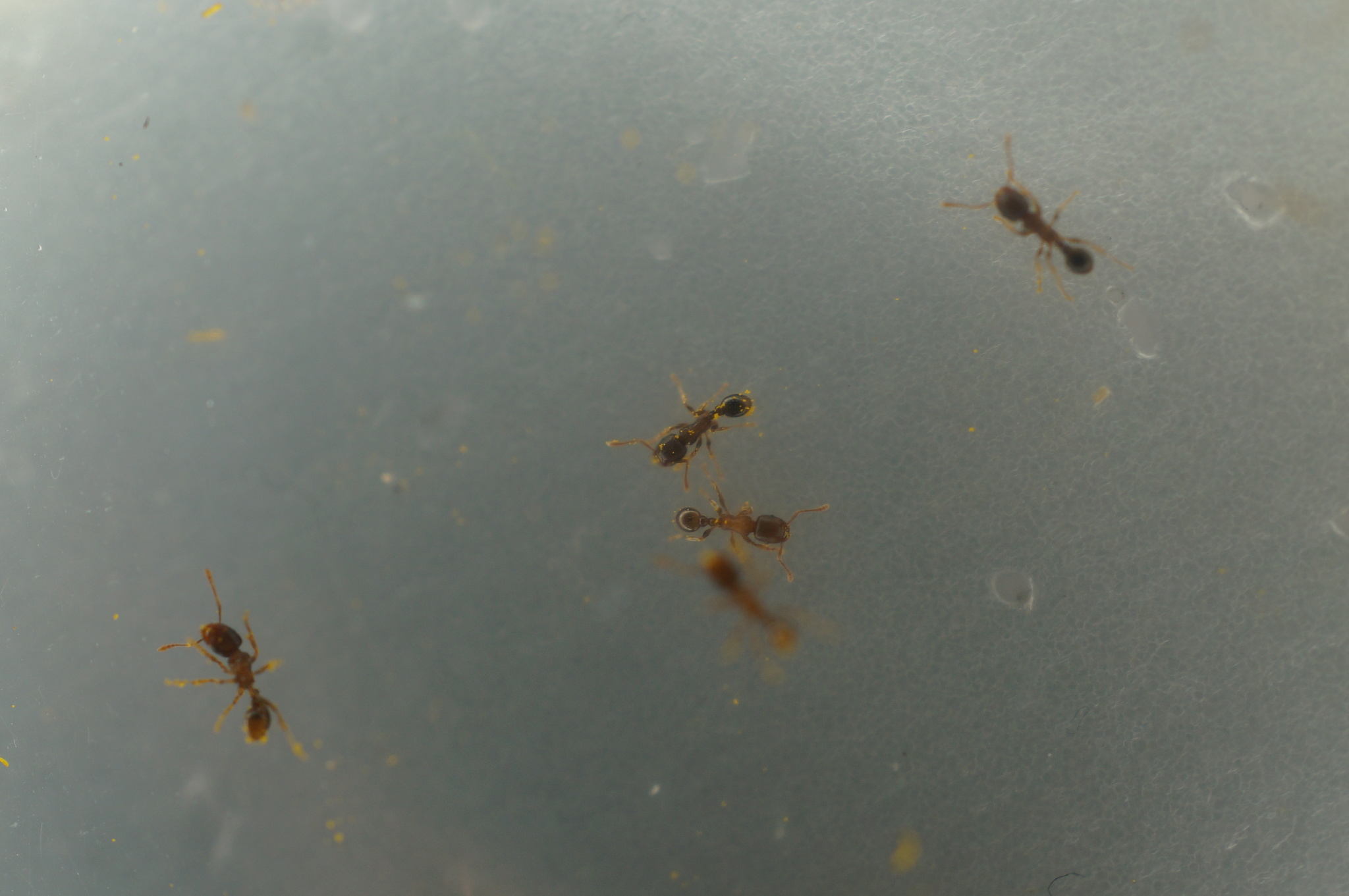 Tetramorium tsushimae
