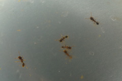 Tetramorium tsushimae