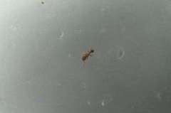 Tetramorium tsushimae