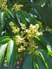 Balfourodendron riedelianum
