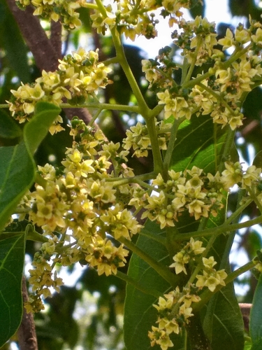 Image of Balfourodendron riedelianum by (c) E. Goossen, some rights reserved (CC BY)