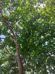 Balfourodendron riedelianum