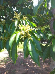 Balfourodendron riedelianum