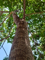 Balfourodendron riedelianum