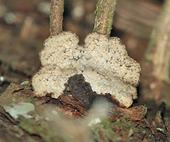 Echinodontium ballouii