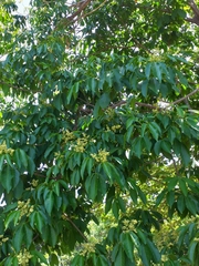 Balfourodendron riedelianum