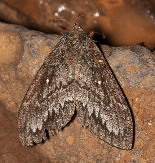 Arizona Lappet