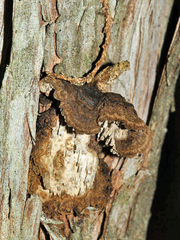 Echinodontium ballouii