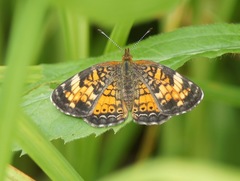 Phyciodes tharos image