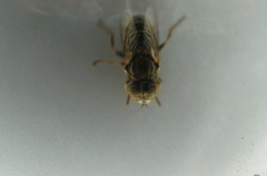 Eristalinus tarsalis