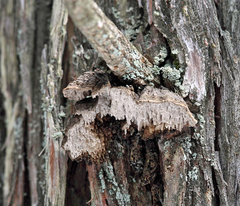 Echinodontium ballouii