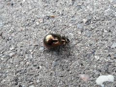 Chrysolina aurichalcea