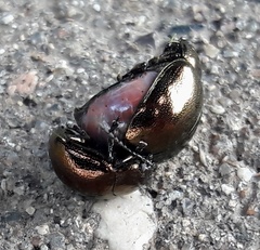 Chrysolina aurichalcea