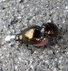 Chrysolina aurichalcea