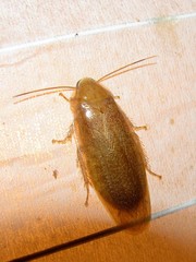 Panchlora cahita