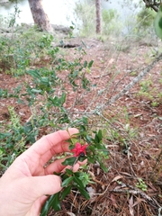 Ochnaceae