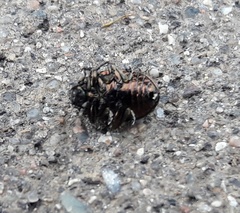 Chrysolina aurichalcea