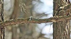 Echinodontium ballouii