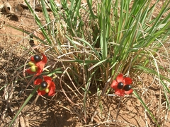 Ochnaceae